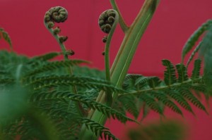 tendrils of fern 